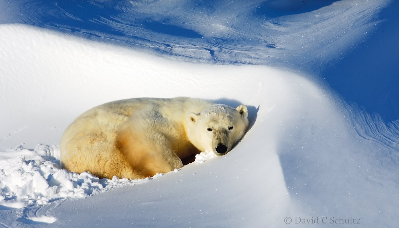 Polar bear, Canada - Image #168-550