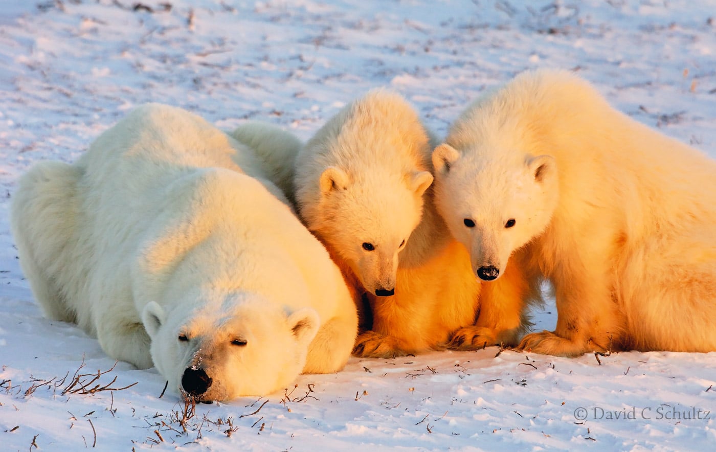 Polar bear cubs, Canada - Image #168-884