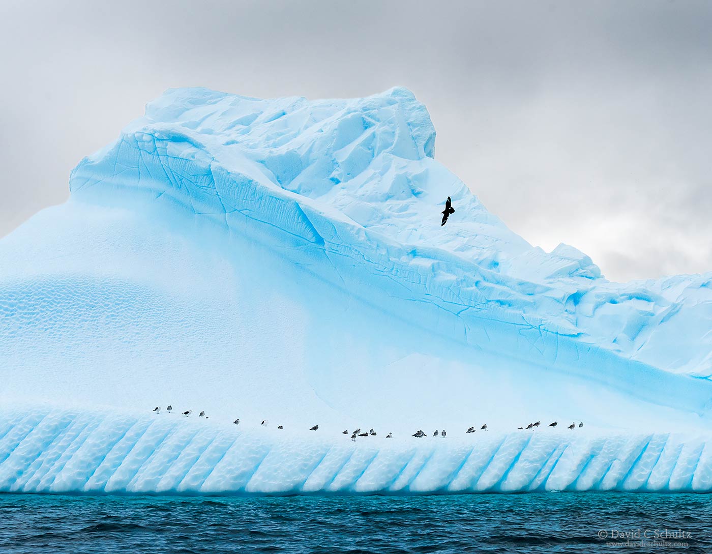 Iceberg and birds in Antarctica - Image #167-5209