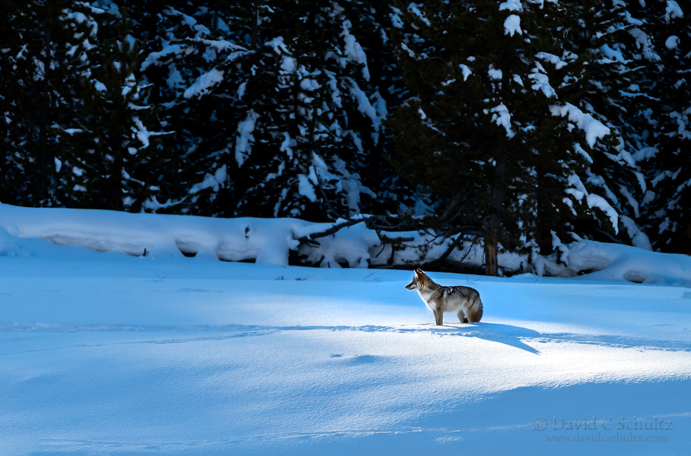 Coyote in Yellowstone - Image #161-6660
