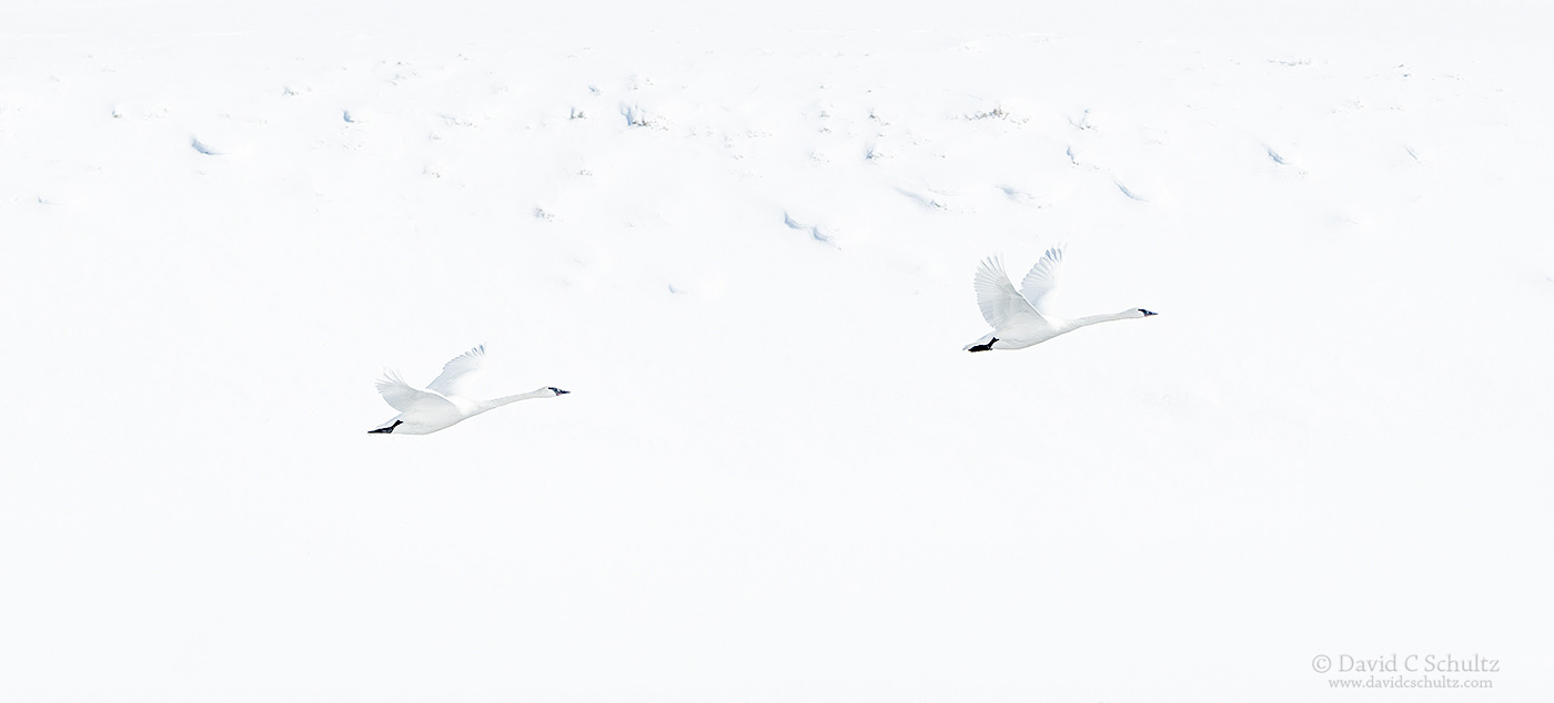 Trumpeter swans - Image #12-3593