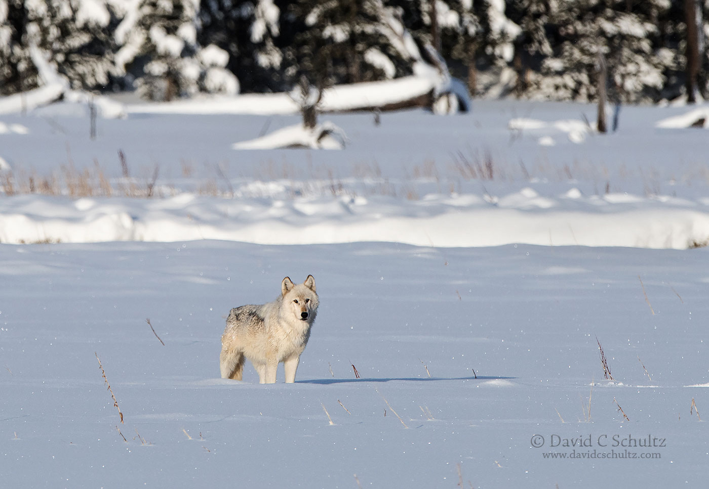 Wolf in Yellowstone - Image #161-6375