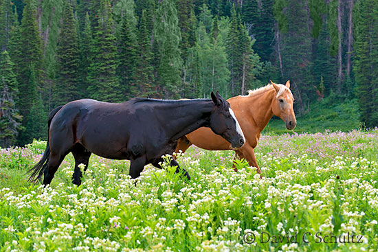 Horses in wildflowers in the Uinta Mountains, Utah