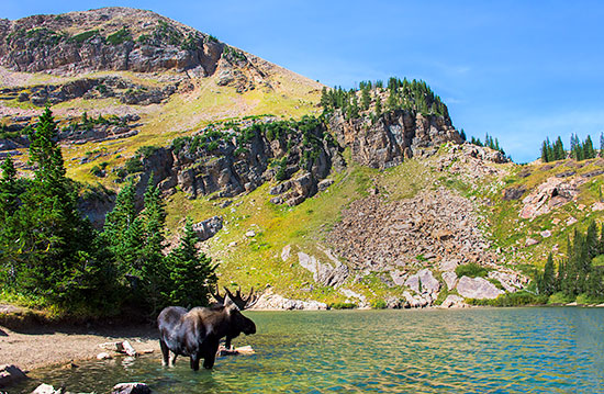 Bull moose in Cecret Lake at Albion Basin, Utah