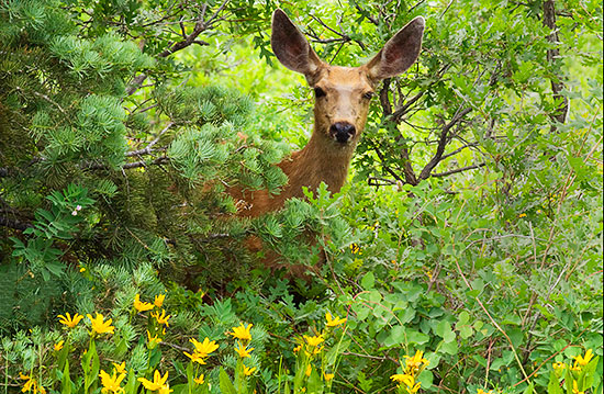 Mule Deer in the Uinta Mountains, Utah