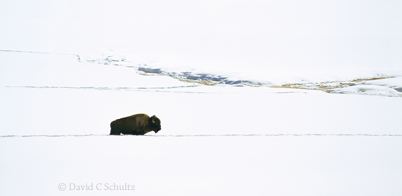 Bison in Yellowstone - Image #106-1381