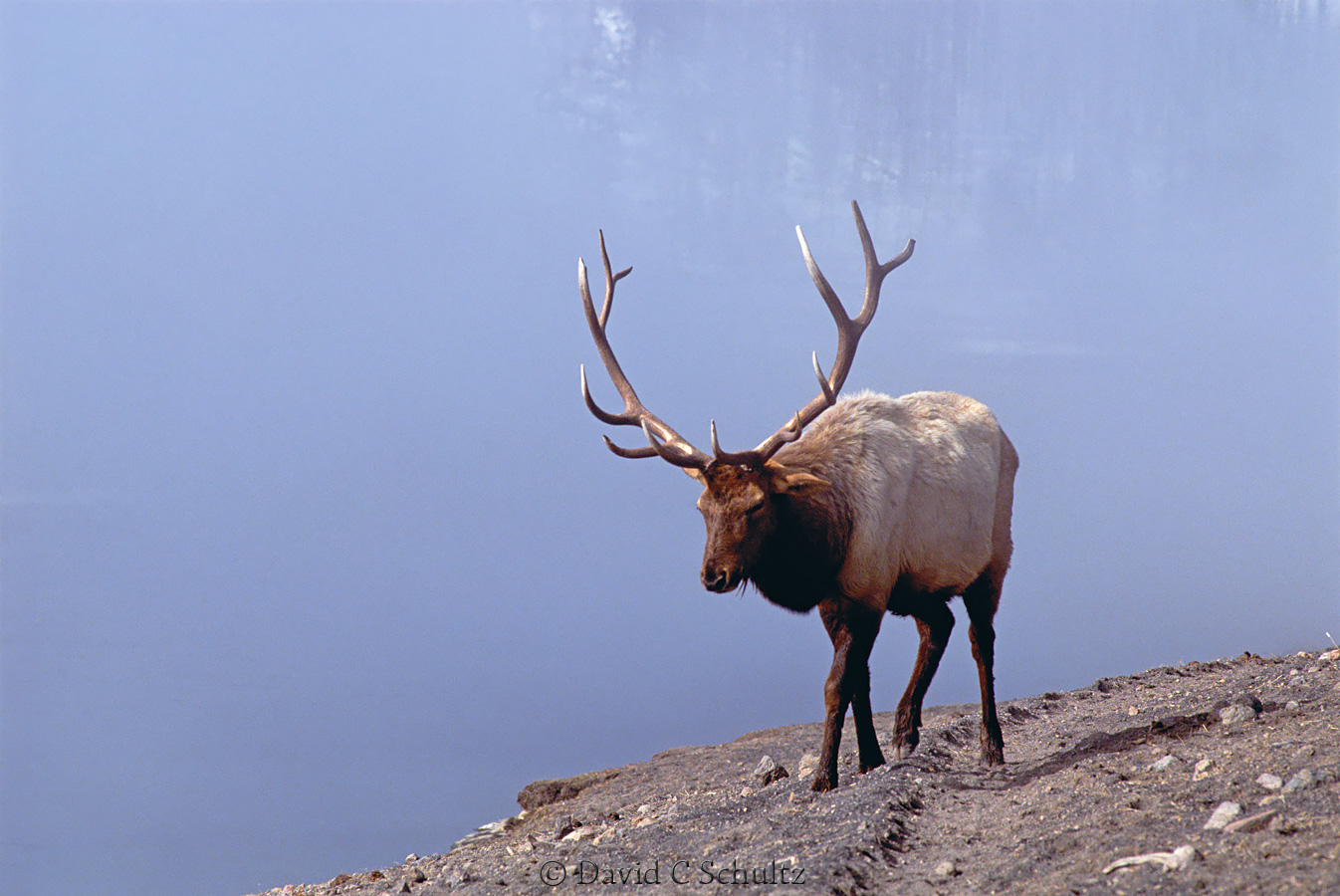 Bull elk in Yellowstone - Image #106-582