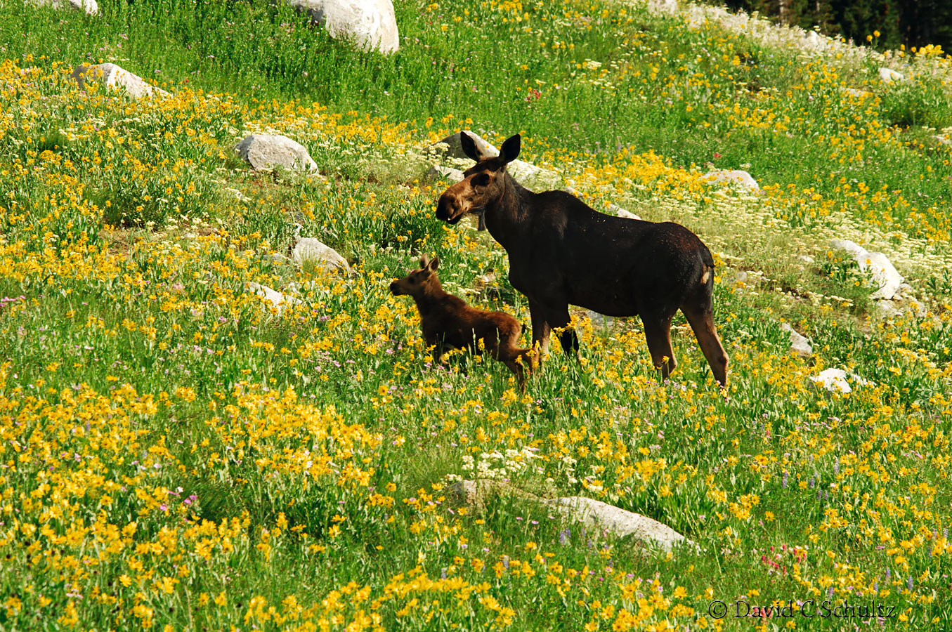 Moose in wildflowers, Alta, Utah - Image #161-182