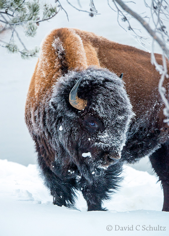 Bison in Yellowstone - Image #161-2048