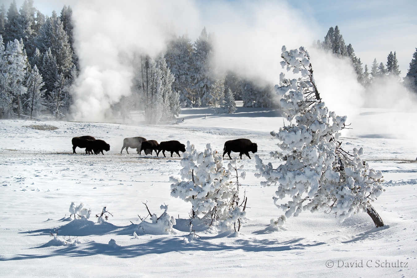 Bison and geysers in Yellowstone - Image #161-2201