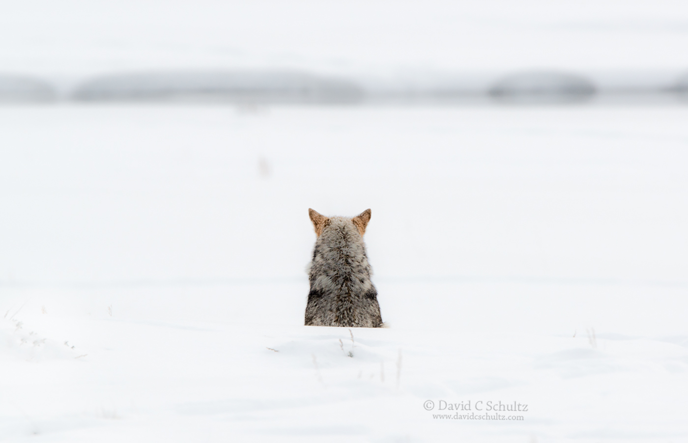 Coyote in Yellowstone - Image #161-3120