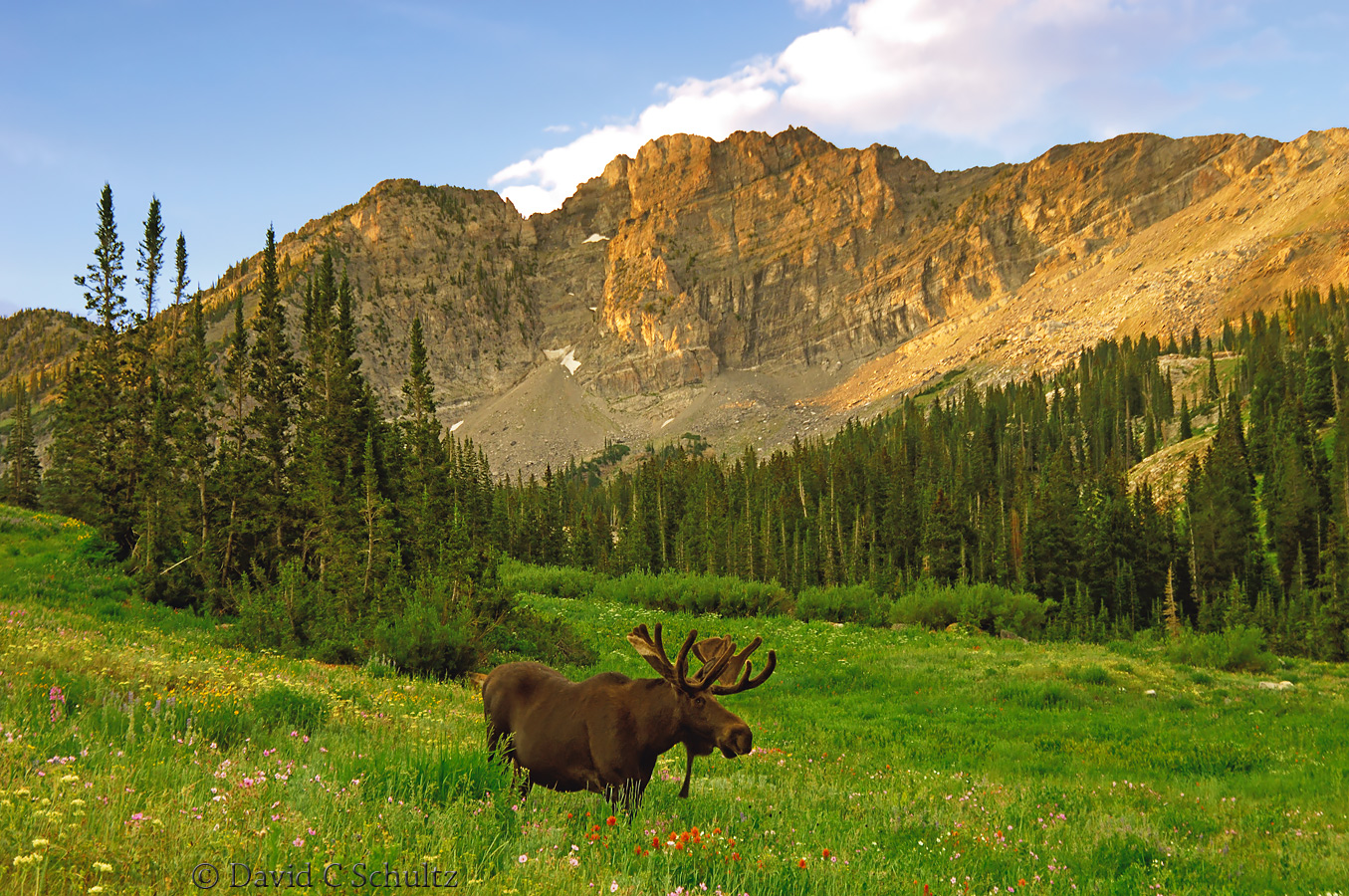 Bull moose at Albion Basin, Utah - Image #161-339