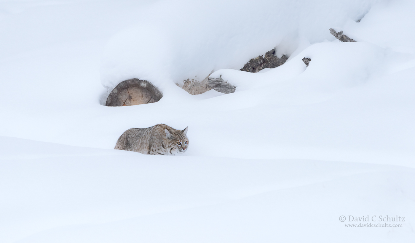 Bobcat in Yellowstone - Image #161-4042