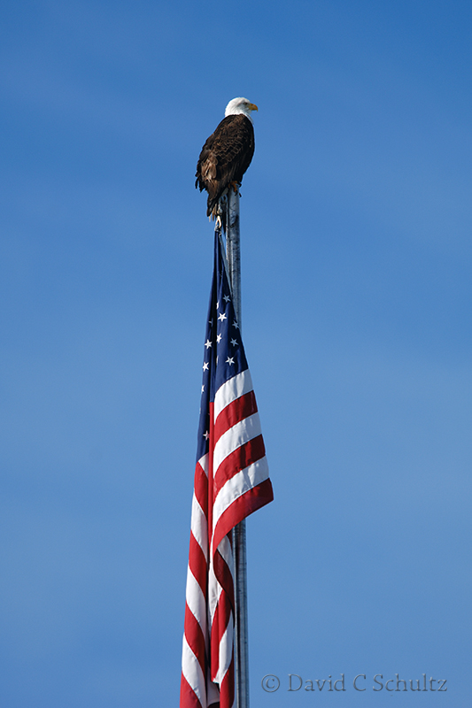 Bald eagle in Sitka Alaska- Image #175-05