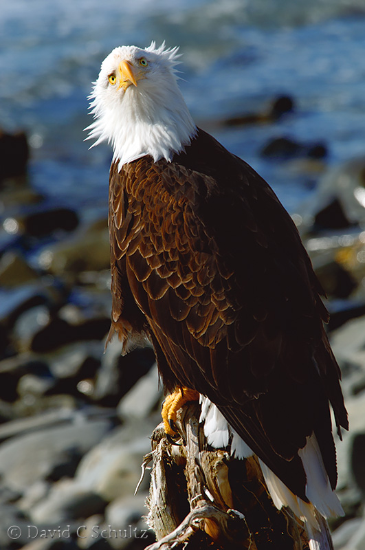Bald eagle - Image #175-528