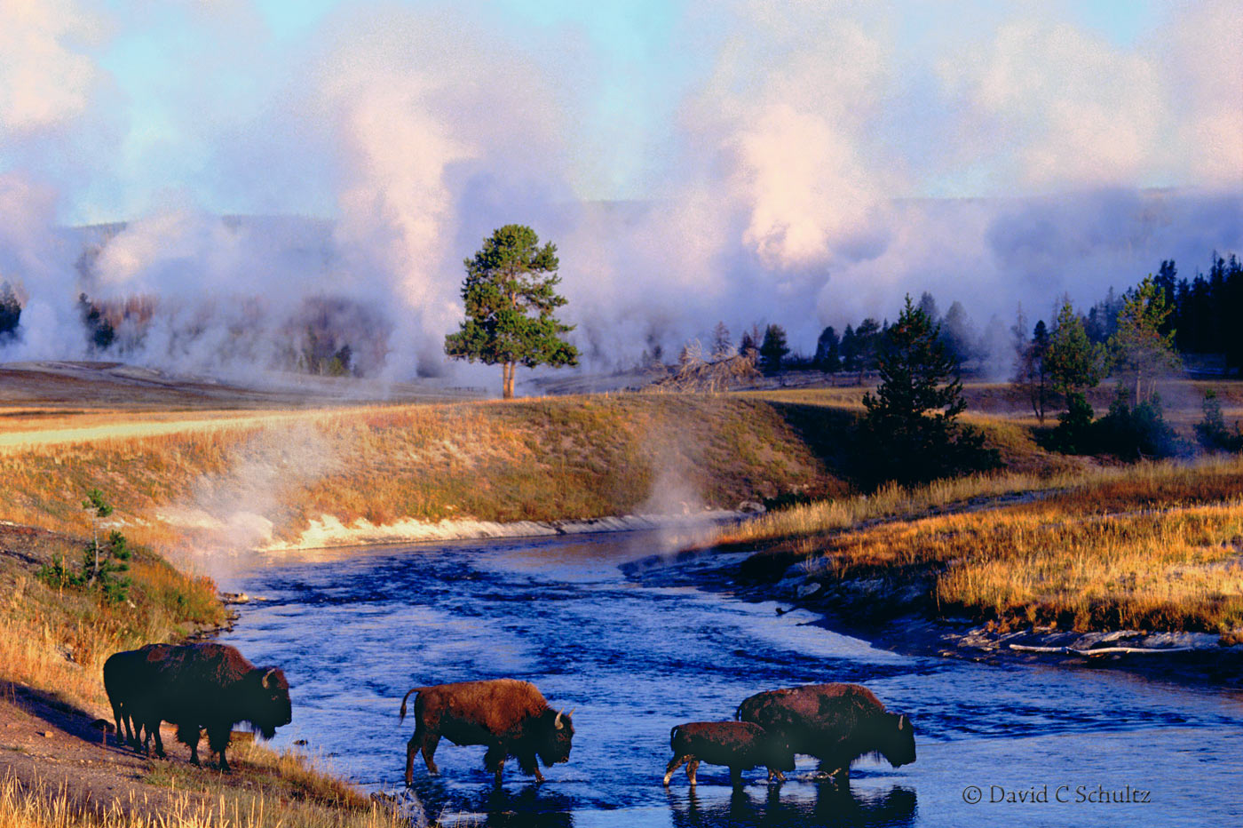 Bison in Yellowstone National Park - Image #106-170