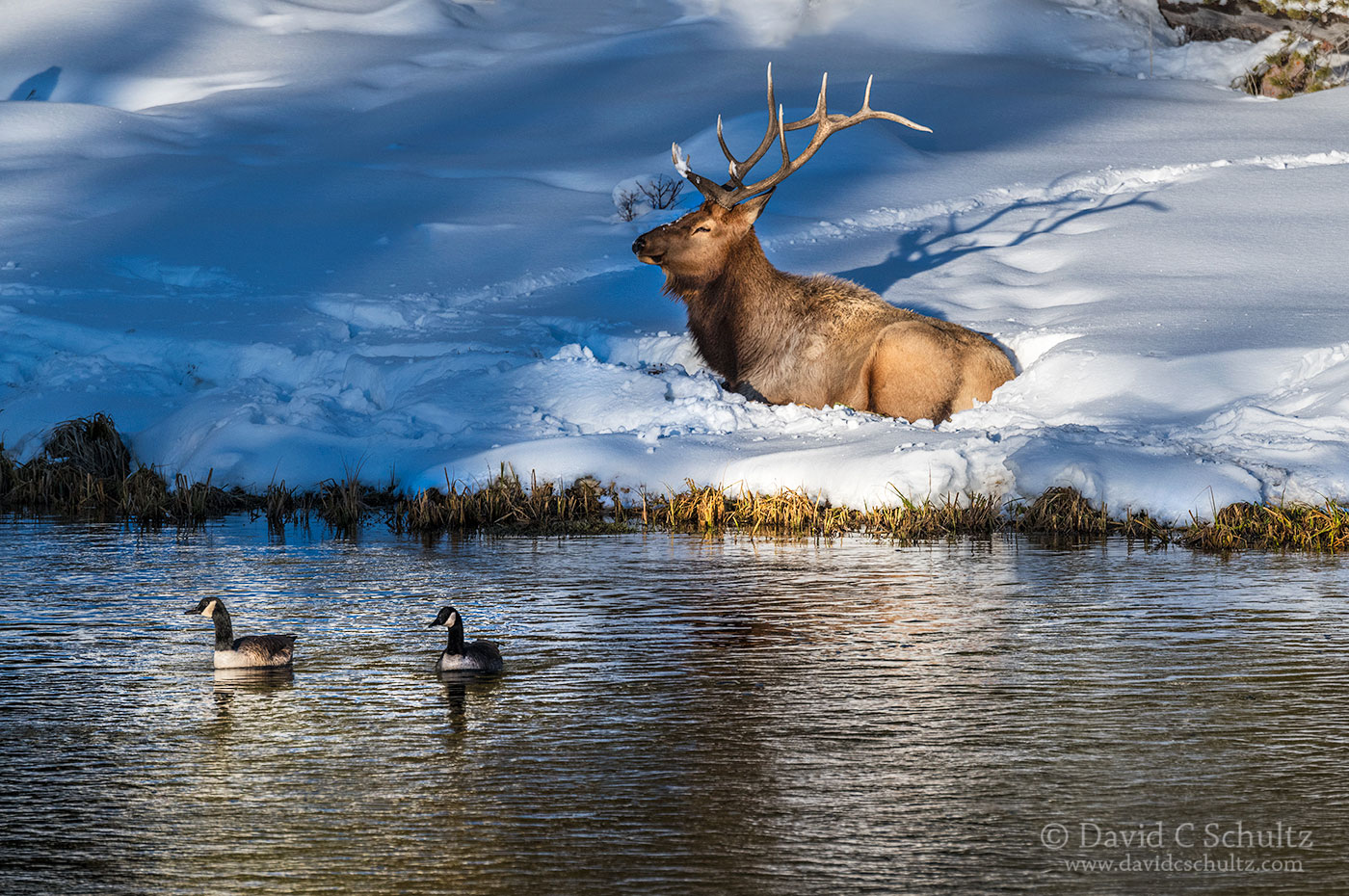 Bull elk and Canada Geese - Image#161-664