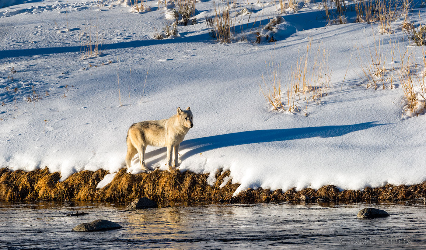 Wapiti Pack Wolf, Yellowstone - Image #161-6708