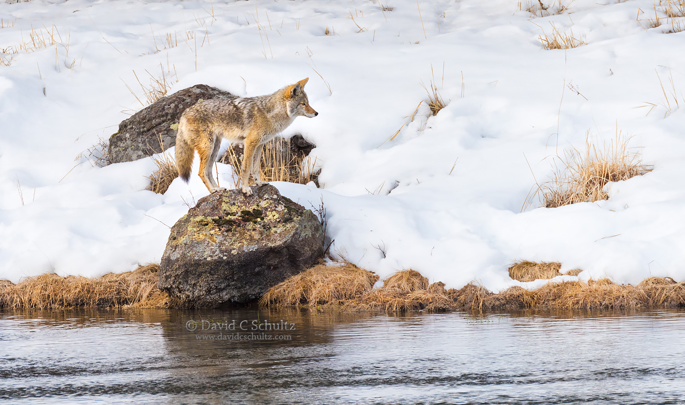 coyote-winter-yellowstone-161-4652