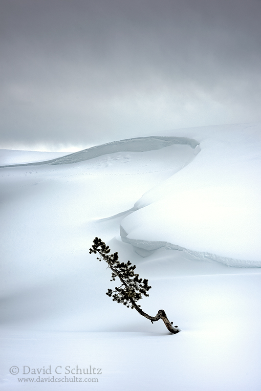 Winter in Yellowstone photograpy