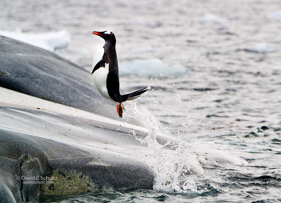 Gentoo penguin flying out of the water in Antarctica.
