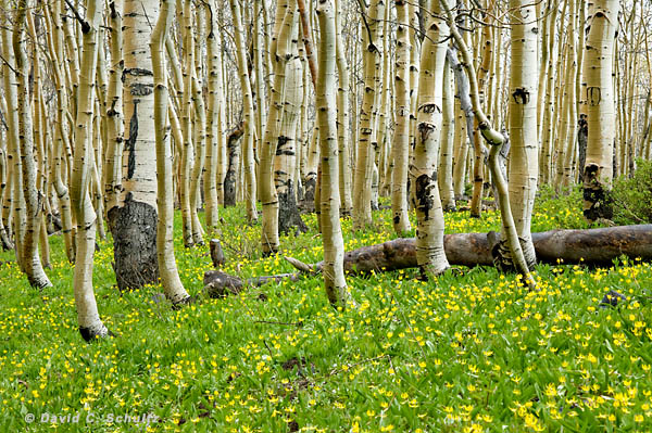 Aspen trees and wildflowers seen during a Park City , Utah photography workshop.
