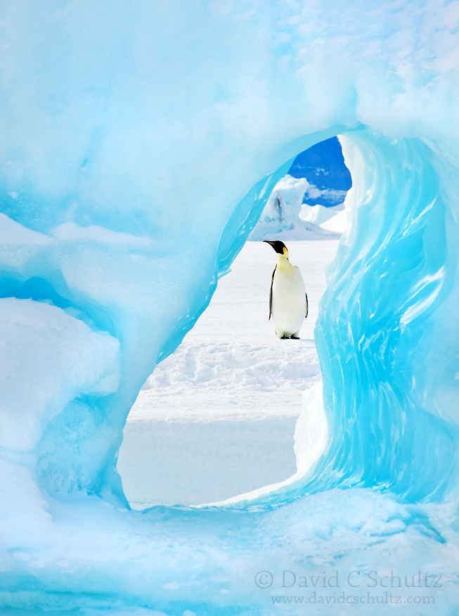 Emperor penguin framed by a hole in an iceberg near Snow Hill Island, Antarctica.