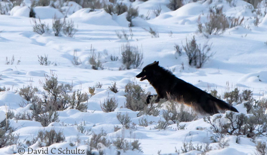 wolf in the lamar valley yellowstone national park