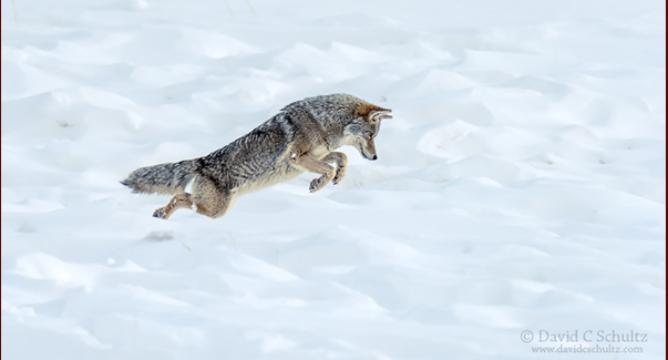 Coyote winter in Yellowstone National Park photography tour