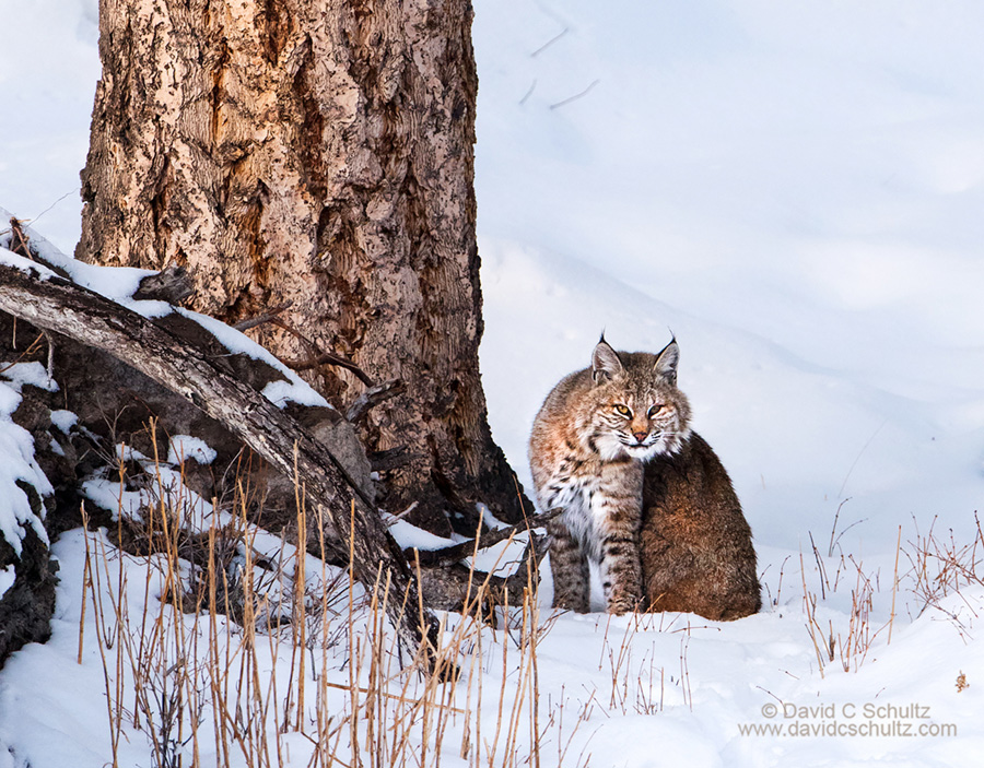 bobcat in yellowstone national park