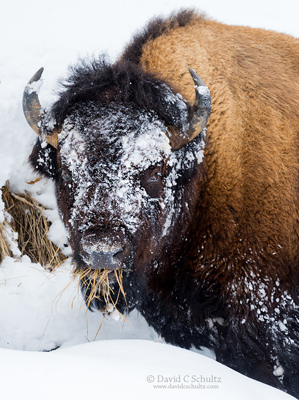 Bison in Yellowstone National Park winter