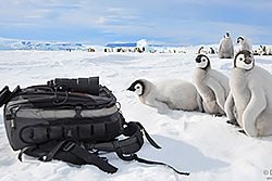 Emperor penguin chicks in Antarctica.