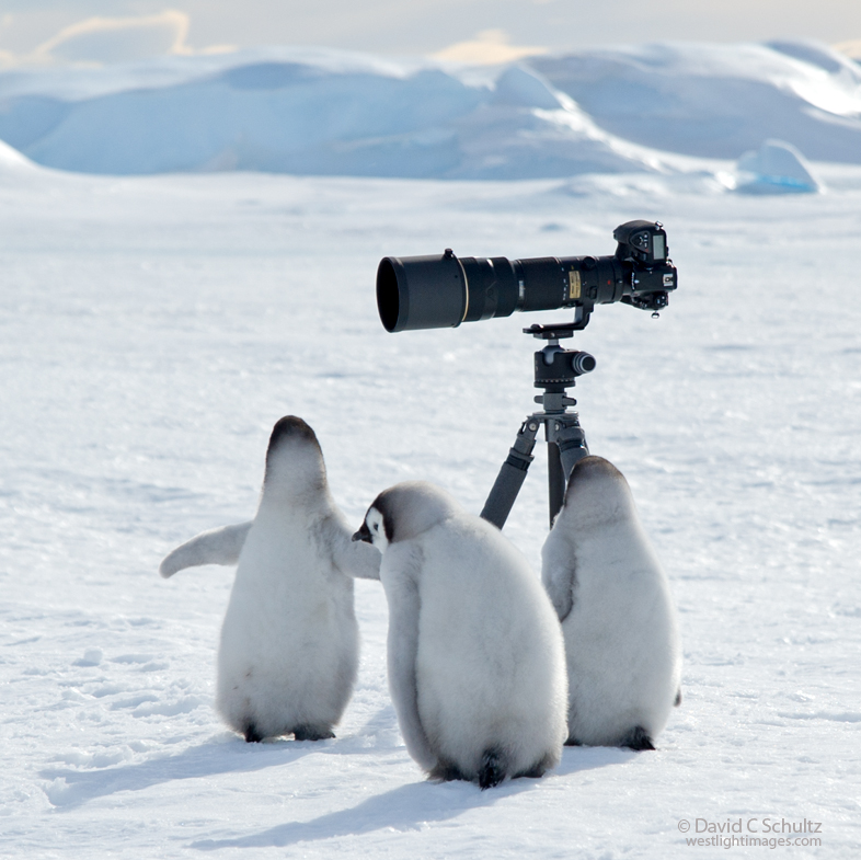 Photographing Penguins