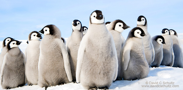 Emperor penguin chicks in Antarctica