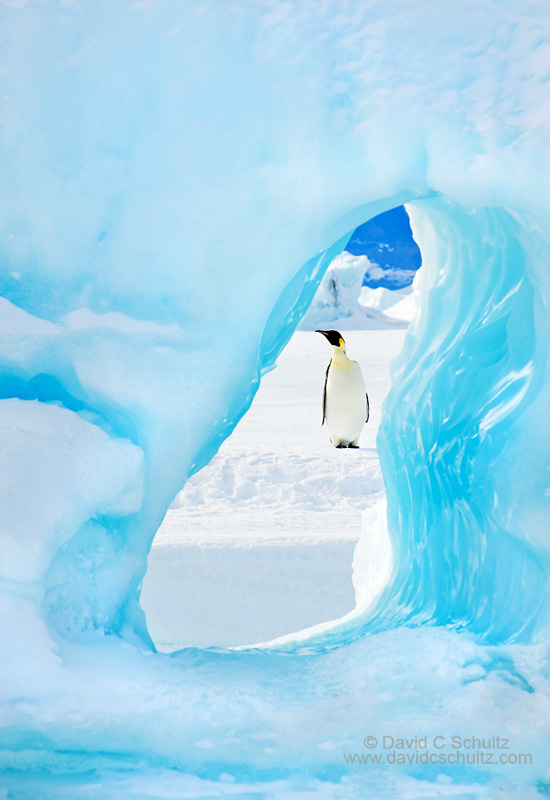 Emperor penguins framed by a hole in an iceberg in Antarctica.