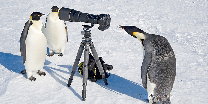 Emperor penguins with camera, penguin paparazzi 