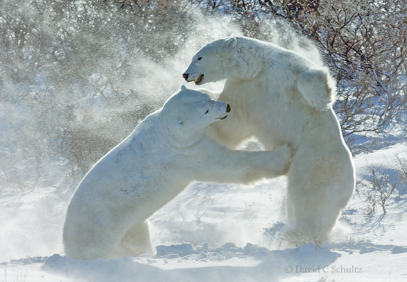 Polar bears sparing in the Wapusk National park, Canada