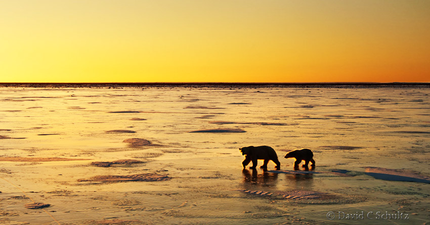 Polar bear cub with mother on the frozen Hudson Bay at sunrise