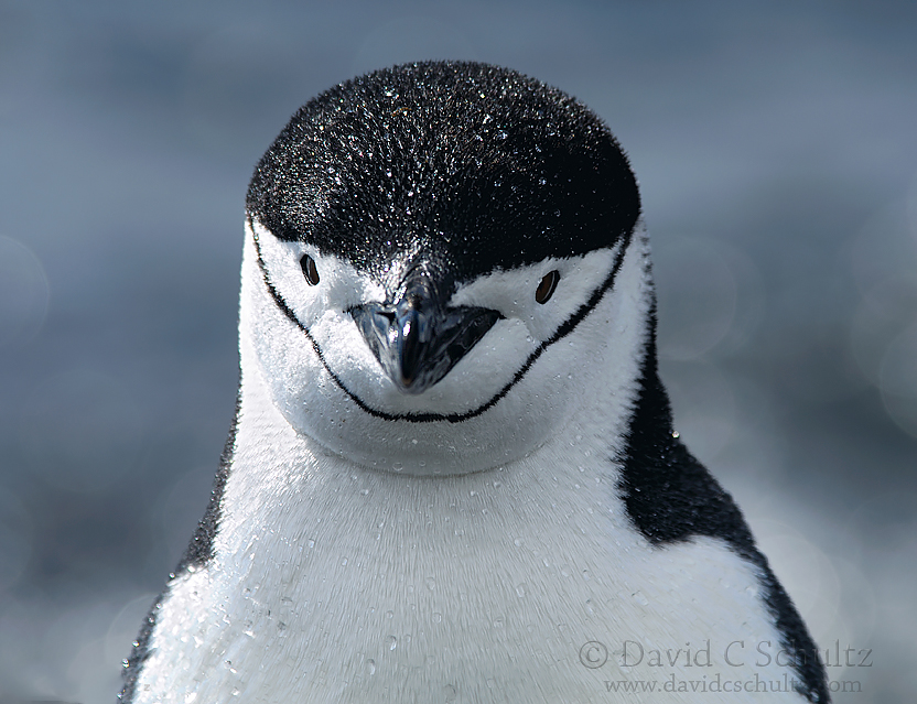 Close-up of Gentoo Penguin on Deception Island Antarctica