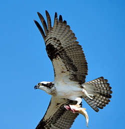 Osprey flying with a fish in the Grand Teton National Park, WY