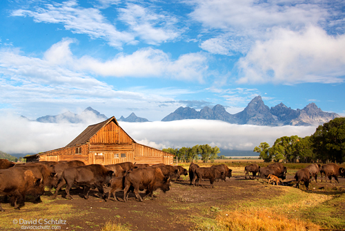 Bison at the Mormon Barn photographed during the Grand Teton Photography Tour