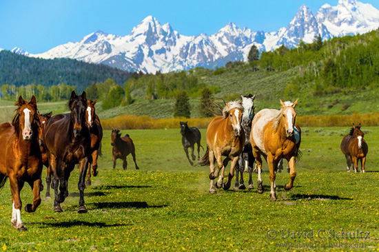 horses and the grand tetons
