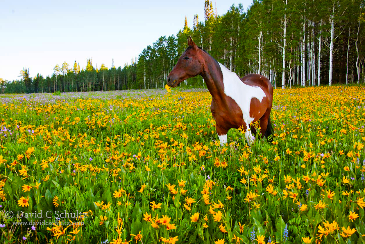 Horse in a field of wildflowers during a Park City Utah photography tour.
