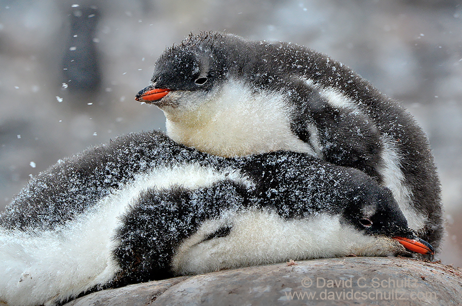 Gentoo penguin chicks during a snow storm in Antarctica
