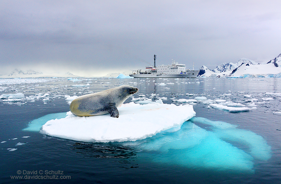 Crabeater seal and the Akademik Ioffe in Antarctica