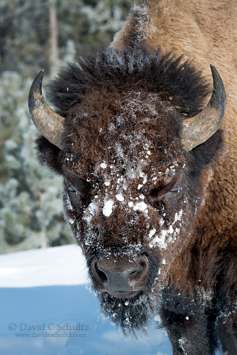 Bison in Yellowstone National Park, Winter Yellowstone Photo Tour 2016