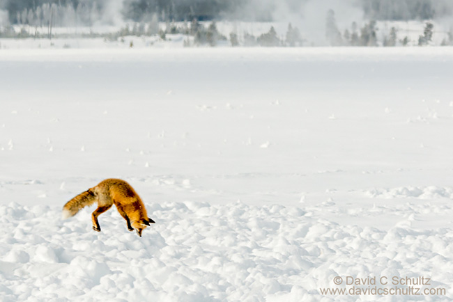 Fox photographed during my Winter in Yellowstone Photo Tour