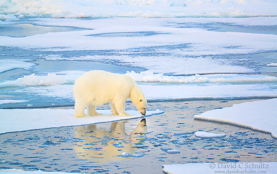 Polar bear reflection in Svalbard