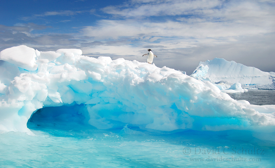 An adelie penguin on an iceberg in Antarctica