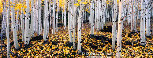 Autumn in Southern Utah Photography Tour with aspen trees on Boulder Mountain.